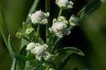 Santa Maria feverfew